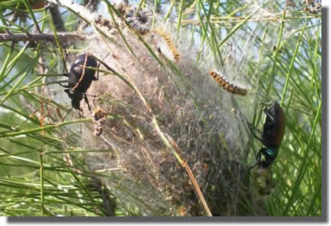 Grand Calosome en plein repas.jpg Grand Calosome en plein repas.jpg